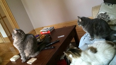 Charlotte, Sammy & Tiger!!